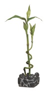 ADORNO ACUARIO PLANTA BAMBOO 9&quot;